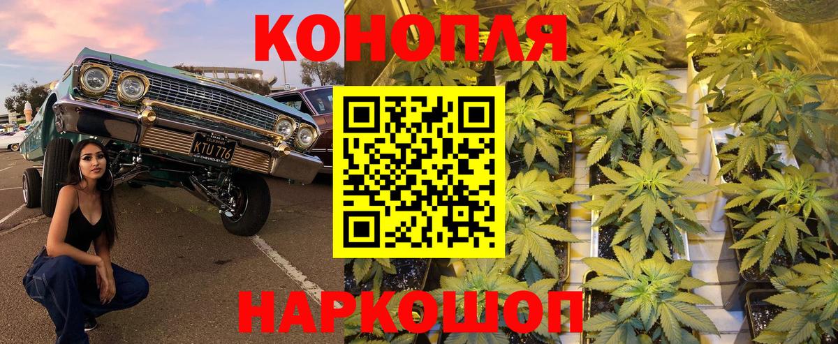 Конопля гибрид Петрозаводск